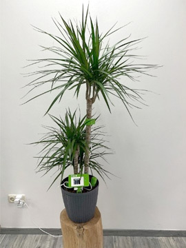 Büropflanze mit einem DIY-Sensor-Kit