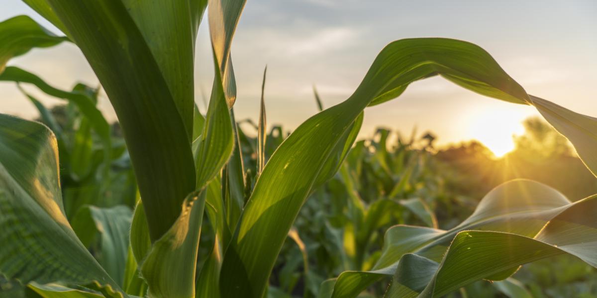 Feld im Sonnenaufgang