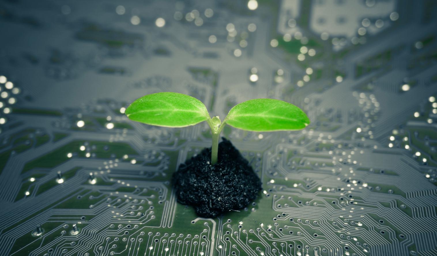 Pflanze wächst auf einer Computerplatine