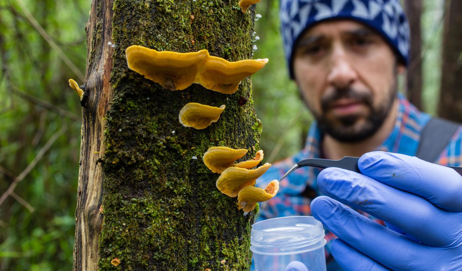 Ein Forscher nimmt mit einer Pinzette eine Pilzprobe von einer Baumrinde