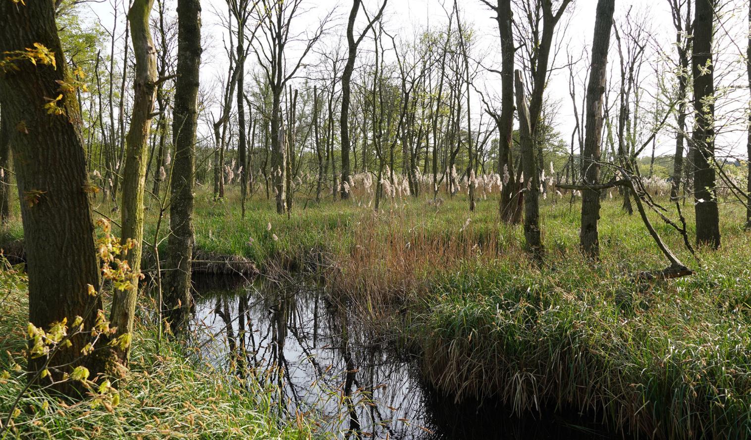 Ein Moorgebiet in einem Wald