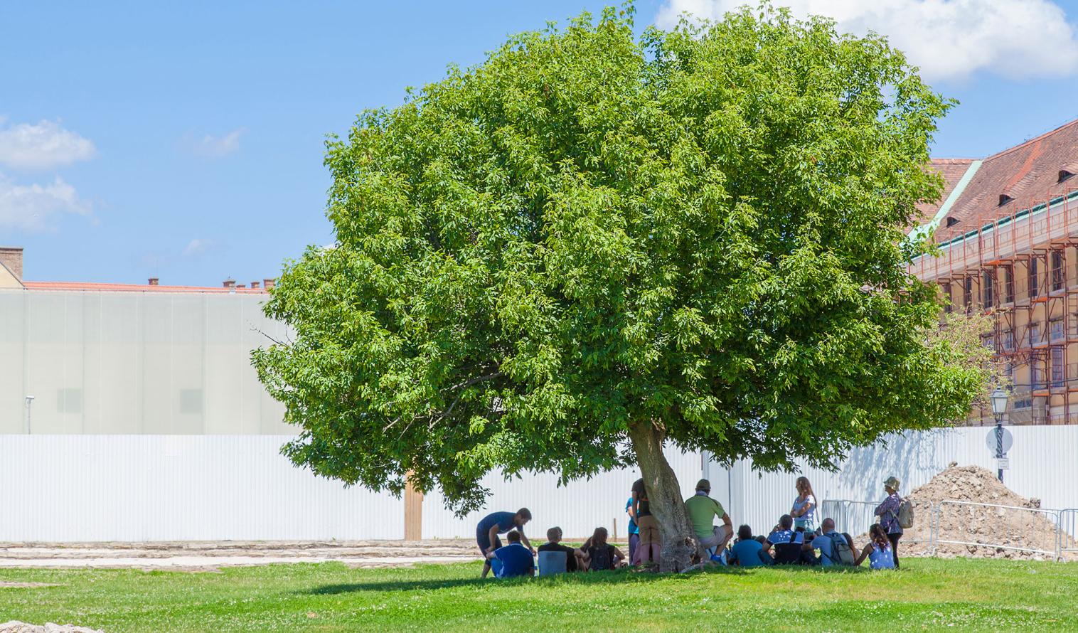 mehrere Personen sitzen unter einem großem Baum auf einer grünen Wiese